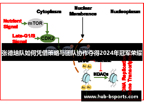 张德培队如何凭借策略与团队协作夺得2024年冠军荣耀